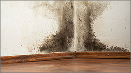 Mold Remediation